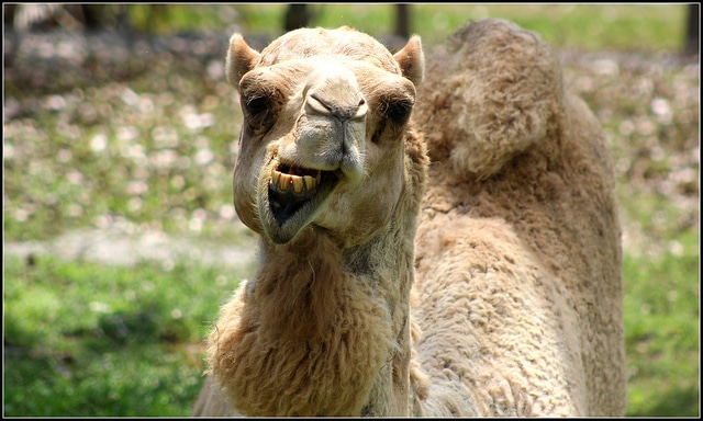 proverbi satira detti arabo italiano cultura cammello