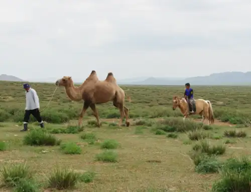 Nomadic life in Mongolia, a cultural reportage